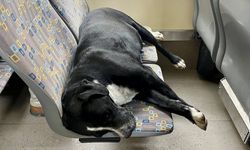 Eskişehir’de tramvayın en rahat yolcusu: Uyuyan köpek gülümsetti