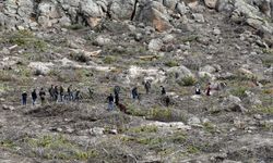 Seyitgazi'de yanan 700 hektar küllerinden yeniden doğacak