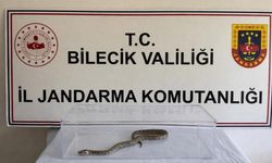 Bilecik'te nesli tükenmekte olan piton yakalandı