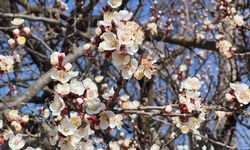Çiçek açan kayısı ağaçları hoş görüntü oluşturdu