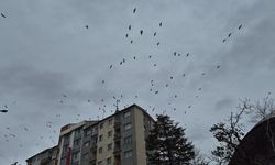 Eskişehir'de leylekler kartpostallık manzara oluşturdu