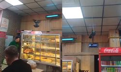 Eskişehir'de lokantaya giren güvercin ortalığı karıştırdı