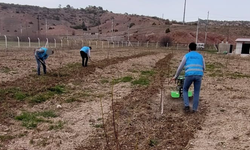 Eskişehir'de yükümlüler fidan dikti