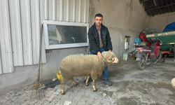 Şampiyon koçun kuzularına yoğun talep