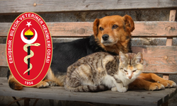 "Sokak hayvanları doğanın bizlere emanet ettiği canlardır"