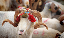 Diyanet 2026 kurban vekalet ücretlerini duyurdu!