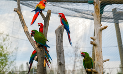Eskişehir Hayvanat Bahçesi yeni türlerle zenginleşti