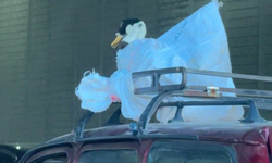 Eskişehir'de bir kaz otomobilin üstünde yolculuk yaptı