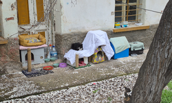 Eskişehir'de hayvanseverlerin uyarısı dikkat çekti