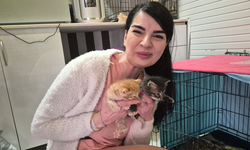 Eskişehir’de kliniğe sığınan hamile kedi 4 yavru doğurdu