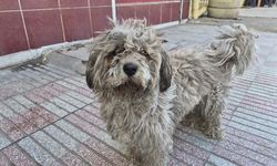 Eskişehir'de tüyleri kirlenen beyaz köpek adeta kapkara oldu
