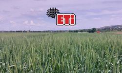 Eskişehir'in markası ETİ tarımda büyük hamle: Kanatlı buğdayı