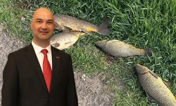 İnönü'de neler oluyor: Halil Dündar'dan balık ölümleri ile ilgili açıklama