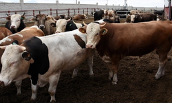 Eskişehir’de fiyatlar uçtu: Kurbanlık düşük gelirlilere hayal oldu