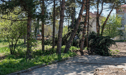 Eskişehir'de okul bahçesinde ağaç katliamı