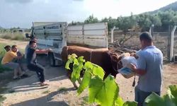 Boğa sahiplerine zor anlar yaşattı: 6 kişi zapt edemedi!
