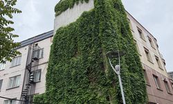 Eskişehir'de bir apartman tamamen sarmaşıklarla kaplandı