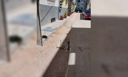 Arifiye Mahallesi sakininin asfalt isyanı