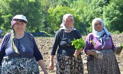 162 yıllık miras: Çiftçiler aynı "Ata Tohumu" ile üretime devam ediyor