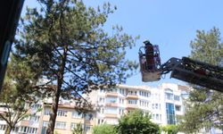 Eskişehir'de ağaçta kalan kedi kurtarıldı