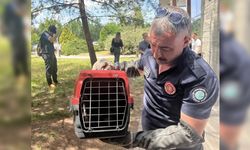Eskişehir’de poliklinik duvarına sıkışan sansar kurtarıldı