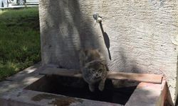 Sıcaktan bunalan sokak kedisi tarihi çeşmenin altında serinlemeye çalıştı