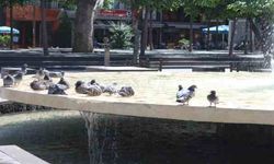 Eskişehir'de sıcaktan bunalan güvercinler süs havuzunda serinledi