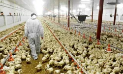 Tavukçuluk sektörü devlerine operasyon: 13 şirkete kayyum atandı