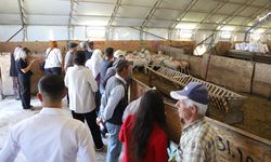 Üreticiye can suyu olacak damızlık koçlar teslim edildi
