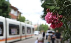 İsmet İnönü 1 Caddesi zakkum ağaçları ile süslendi