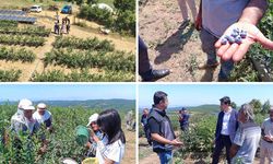 Bilecik'te ilk hasat yapıldı, yaban mersininin rotasında Eskişehir de var