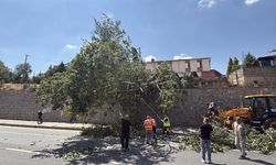 Eskişehir'de dev ağaç yola devrildi, sürücüler zor anlar yaşadı