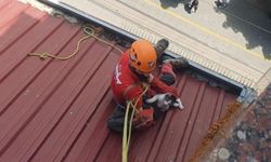 Eskişehir'de iki bina arasında sıkışan kedi için kurtarma operasyonu