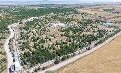 Eskişehir'de patili dostlara yeni yaşam alanı