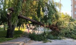 Eskişehir’de şiddetli rüzgar parktaki ağacı devirdi