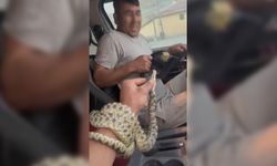 Eskişehir'de yılanı eline aldı, etrafındakileri korkuttu