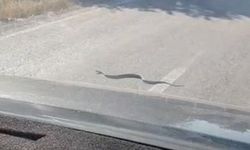 Eskişehir'de yol üzerindeki yılan dikkat çekti