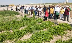"Tarla Günü"nde 15 farklı çeşit, üreticiyle buluşacak