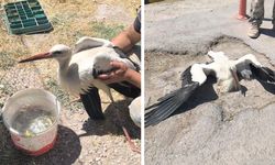 Eskişehir’de bacağı kırık leylek görenleri üzdü: 4 gündür kurtarılmayı bekliyor