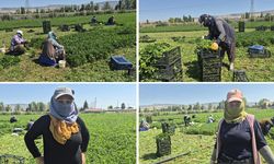 Eskişehir’de maydanoz tarlasında kadın emeği