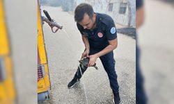 Eskişehir'de yangından etkilenen kaplumbağa, itfaiye ekiplerince kurtarıldı