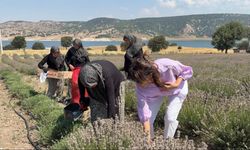Kütahya'dan Eskişehir'e lavanta köprüsü