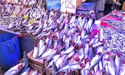 Eskişehir’de balık bolluğu yüzleri güldürdü: Palamut fiyatı düştü