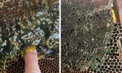 Eskişehir'de kovanları açınca gözlerine inanamadı! Peteklerden yeşil bal çıktı