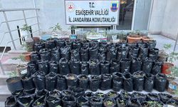 Eskişehir’de saksılarda yetiştiriyordu: Jandarma operasyonuyla yakalandı