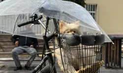 Eskişehir’de  yağmur altında iç ısıtan görüntü: Köpeğini şemsiyeyle korudu