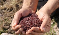 Sivrihisar ve Günyüzü'nde üreticilere %75 tohumu desteği