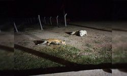 Sivrihisar’da bahçeye inen tilkiyi beslediler: Köpeğin şaşkınlığı gülümsetti