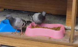 Üşüdüler, acıktılar, kedi mamasına koştular! Eskişehir'de sevimli anlar