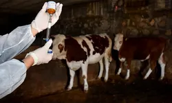 Eskişehir’de şap tehlikesi var mı? 60 bin büyükbaş aşılandı